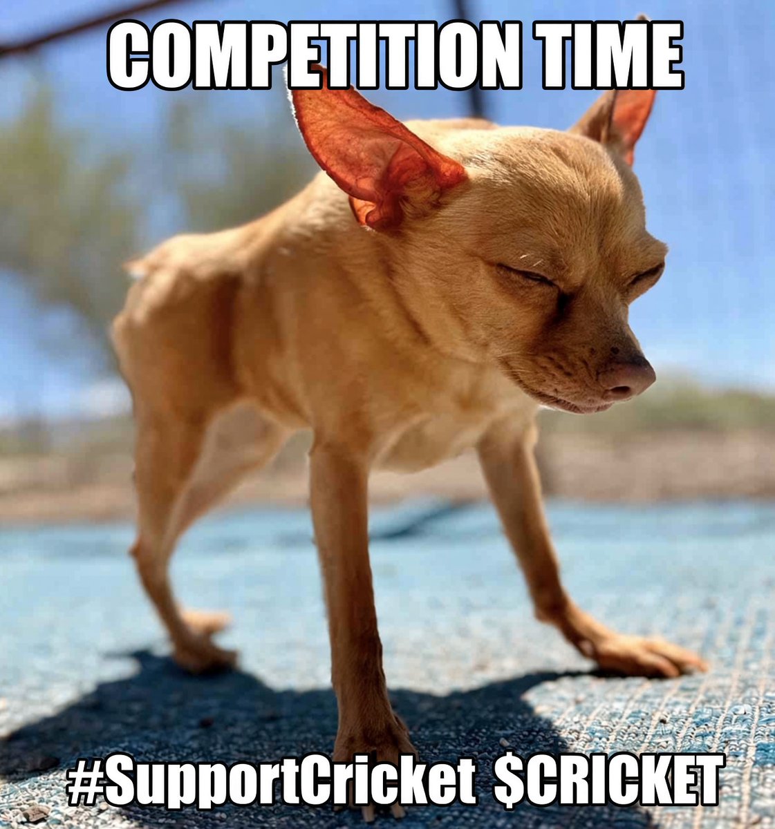 STUDIOSMM's tweet photo. GM GM 

Congrats to the competition winners

1st place @joseph_ath87117 ($50)&amp; 2nd place @supermeruya ($10) 

Please send or comments wallets and whether you would prefer $Cricket or solana:So11111111111111111111111111111111111111112 

Happy Saturday 🐾 https://t.co/XxsvdQB83E