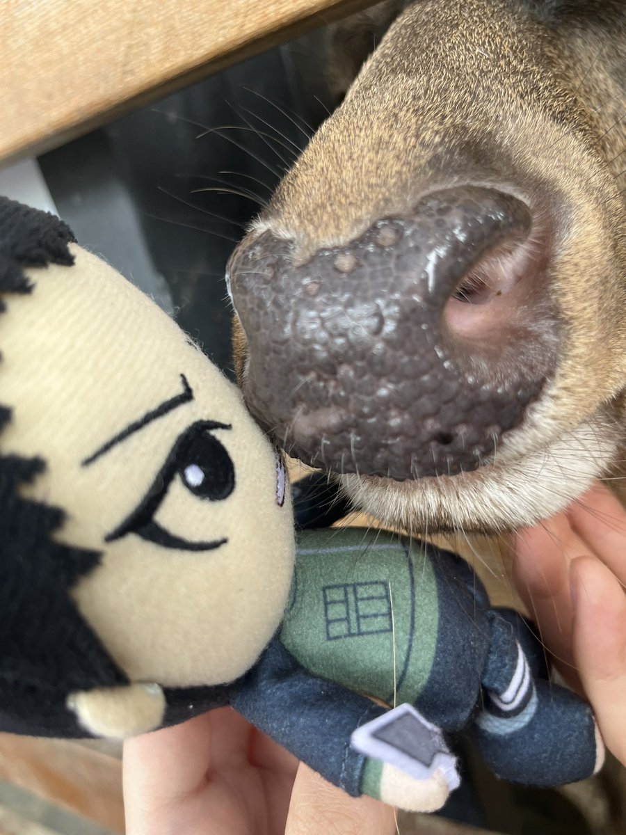 TT1117777's tweet photo. 鹿？！？ https://t.co/2kmkSut5cC