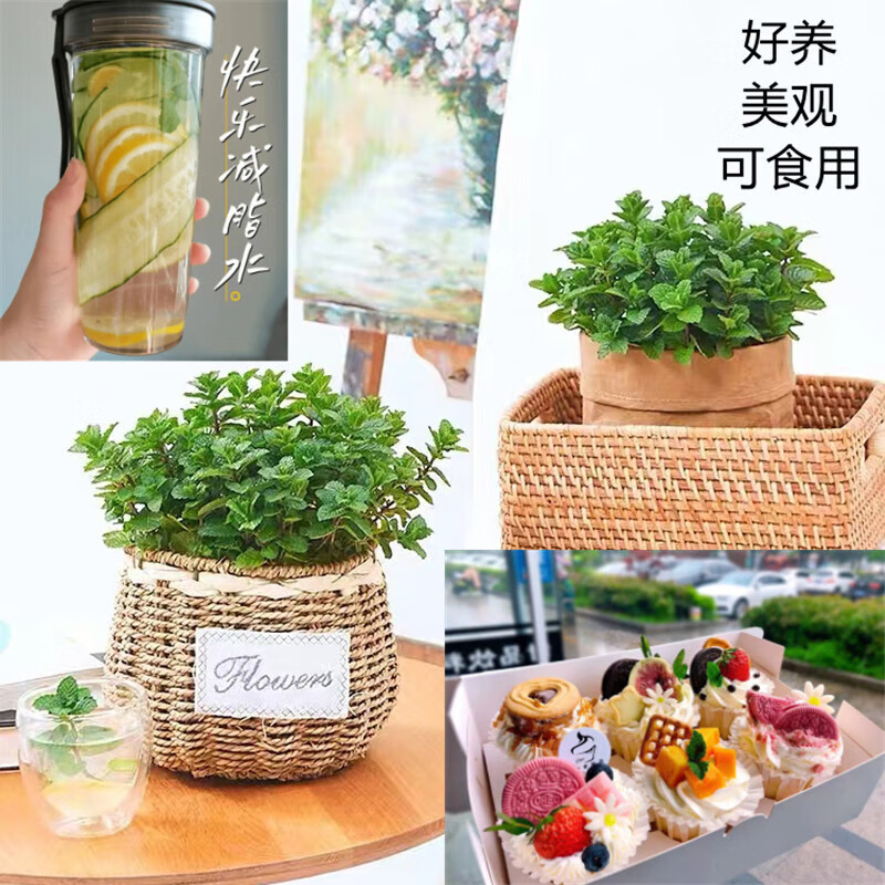 zaracole475870's tweet photo. Turn an old mason jar into a mini hanging herb planter! Cut holes for roots, add soil u0026 your favorite herbs—perfect for small window sills. ， https://t.co/UqkzSCUEuk