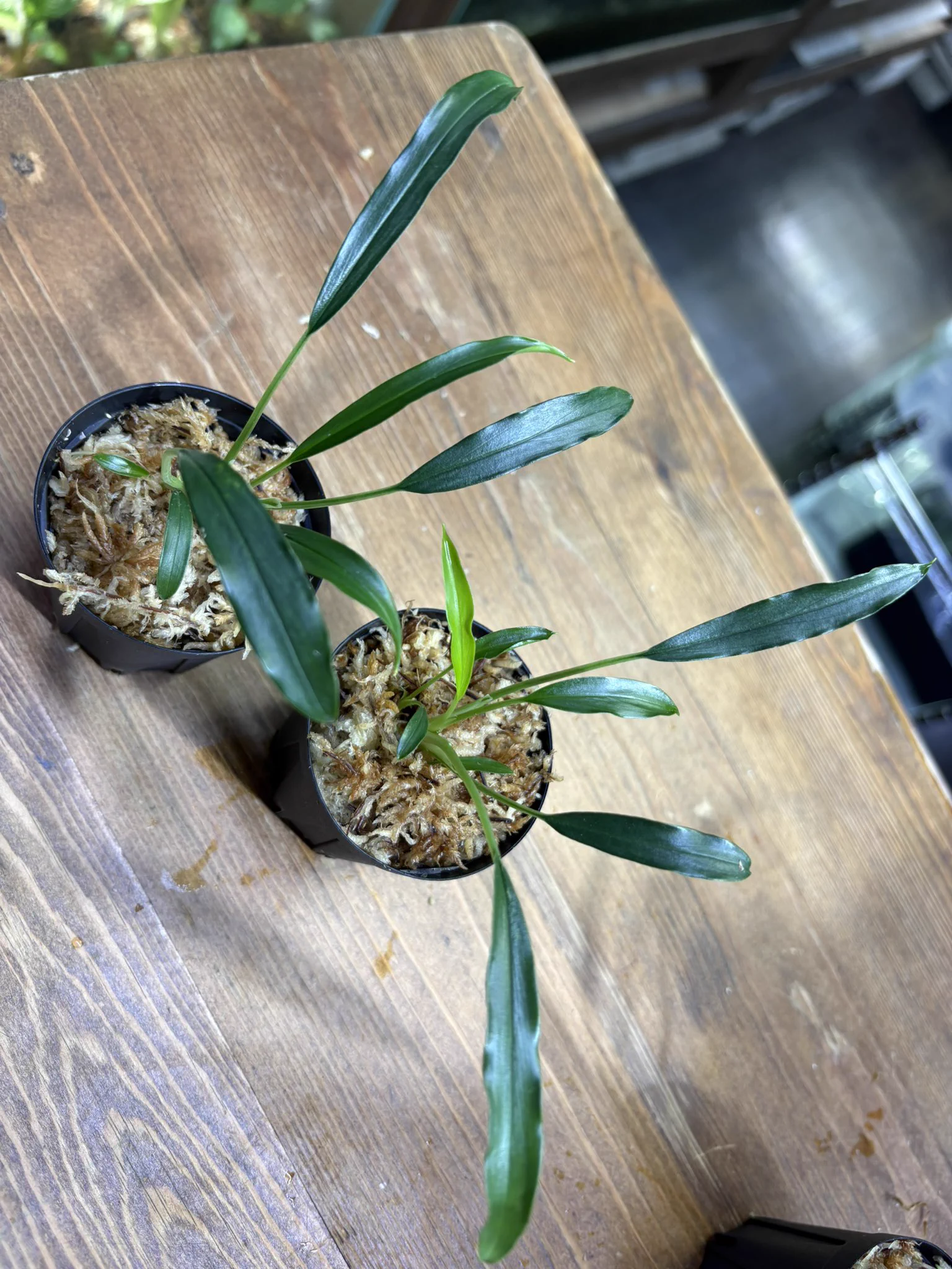 Plants Base on X: 