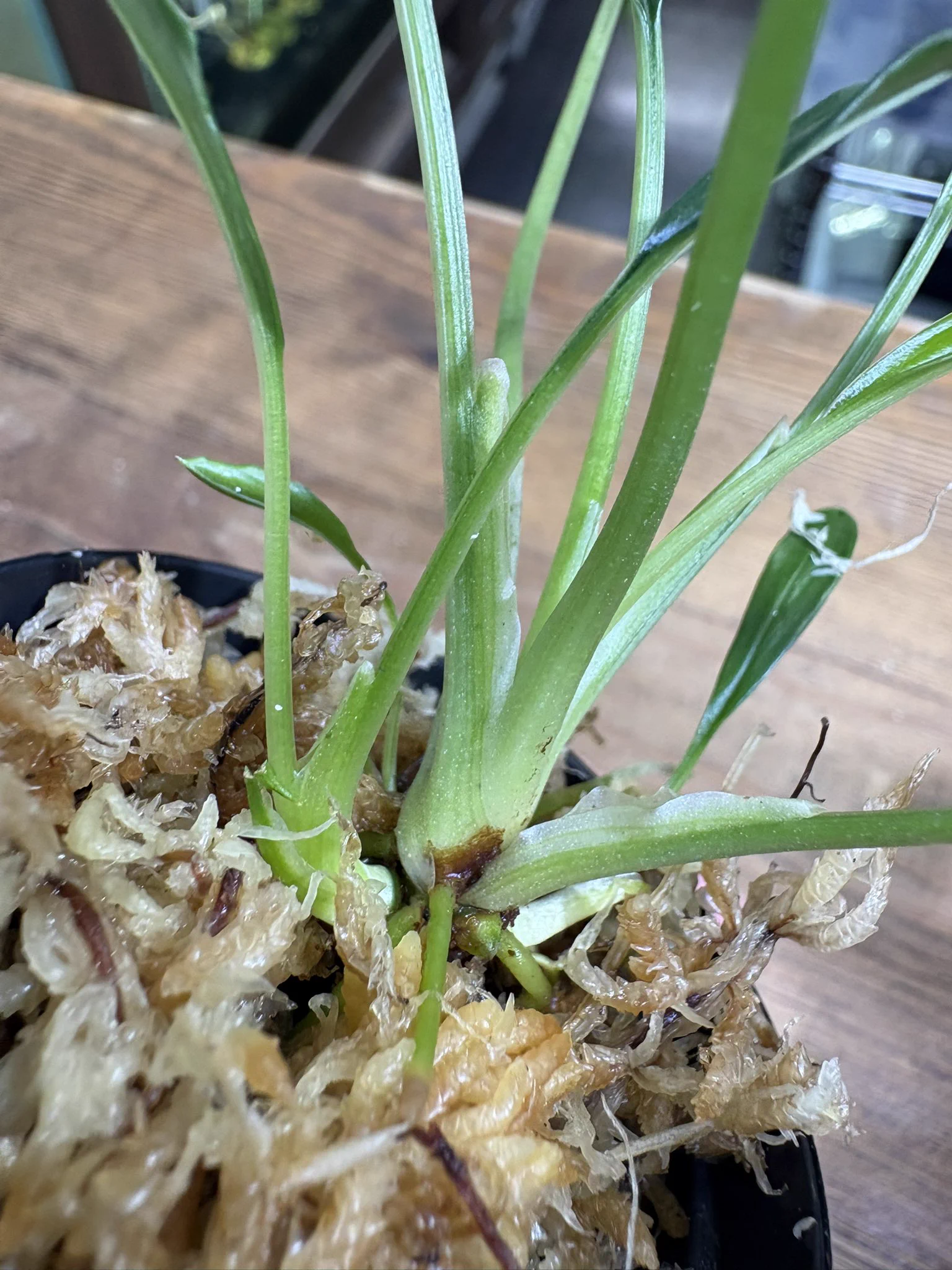 Plants Base on X: 
