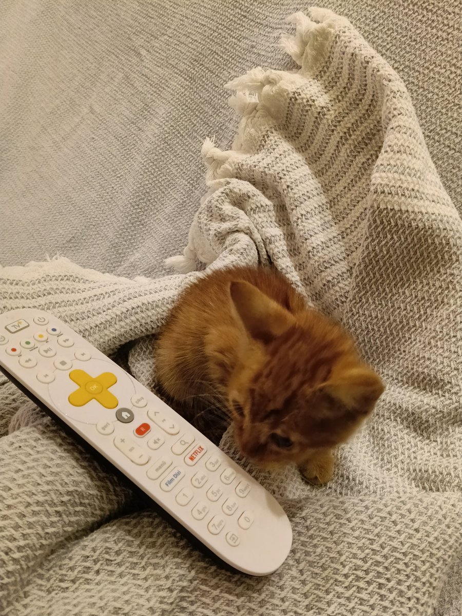 GerceklikS's tweet photo. Yolun ortasında oldukça kötü halde bulup tedavisini yaptırdım. 1,5 aylık,erkek.iç dış parazitini oldu.yuva olun lütfen bu turuncu cüceye.kısırlaştırmasını ben üstlencem.İzmir'de her yere getiririm.sokağa dönmesin lütfen. #yuva #İzmir #SokakHayvanlarıSahipsizDeğil #kedi https://t.co/Hhu7UiF6g4