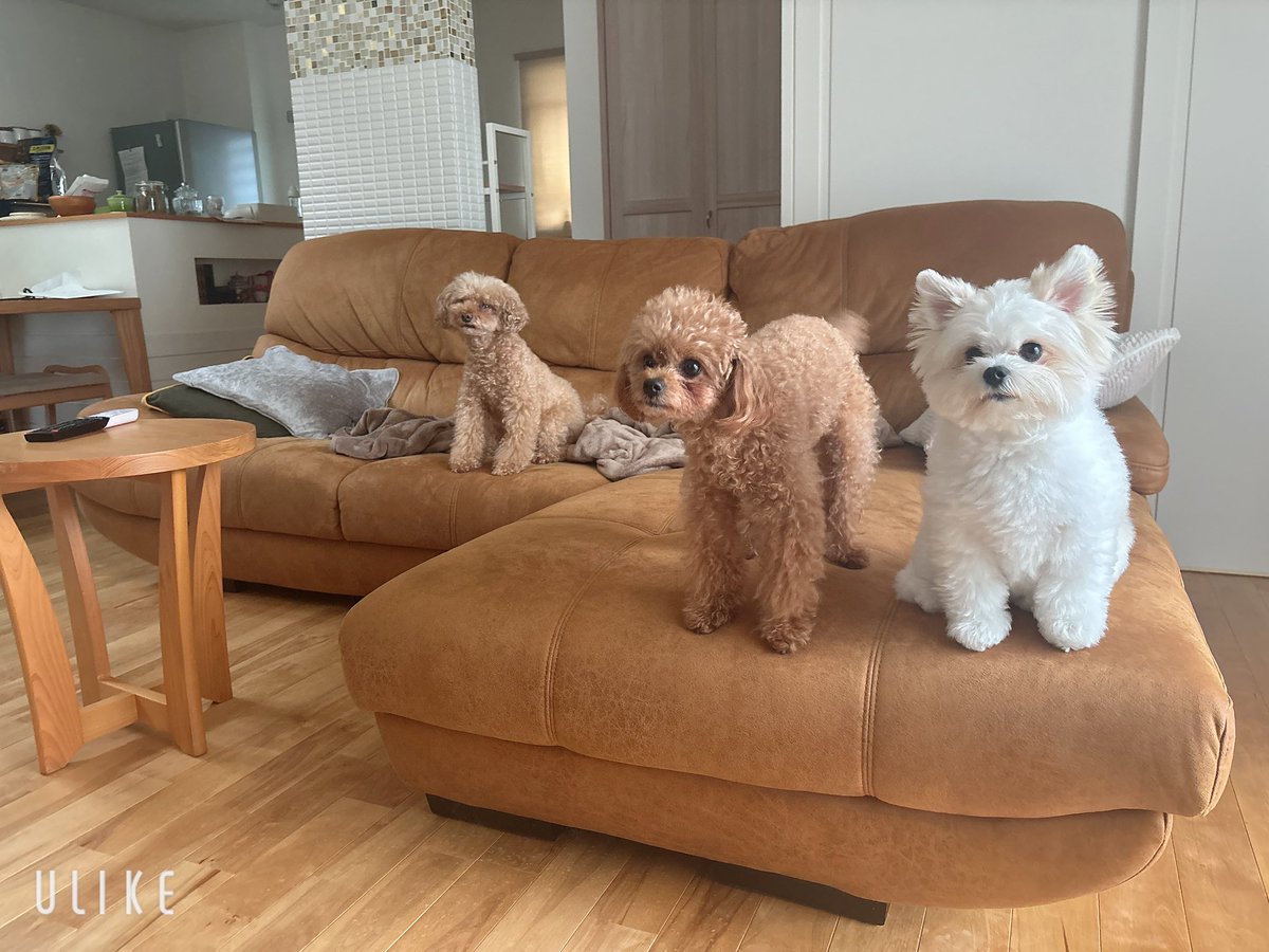 DOBUKASU_PANDA's tweet photo. 普段猫としか触れ合わないから久しぶりに犬に触った……やっぱり犬もかわいいね https://t.co/UZ2HxAkgXq