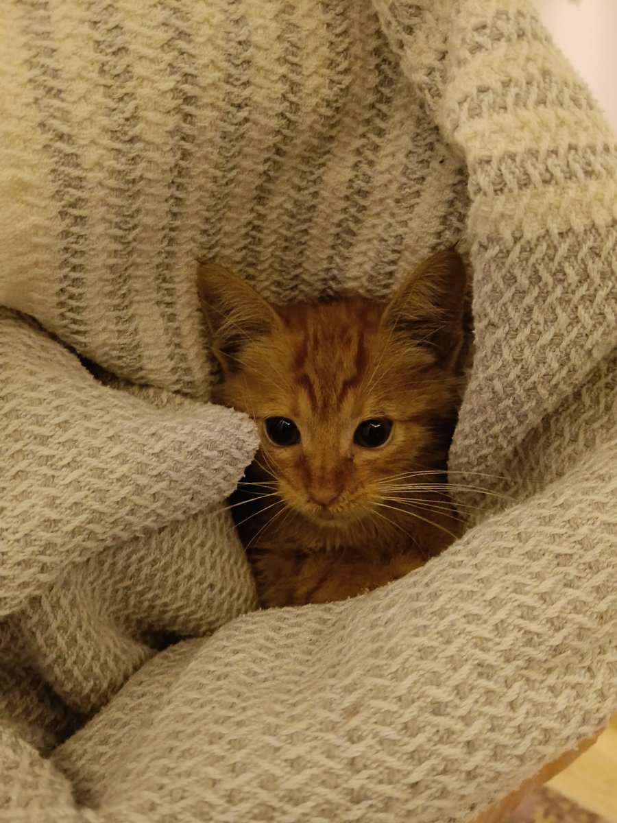 GerceklikS's tweet photo. Yolun ortasında oldukça kötü halde bulup tedavisini yaptırdım. 1,5 aylık,erkek.iç dış parazitini oldu.yuva olun lütfen bu turuncu cüceye.kısırlaştırmasını ben üstlencem.İzmir'de her yere getiririm.sokağa dönmesin lütfen. #yuva #İzmir #SokakHayvanlarıSahipsizDeğil #kedi https://t.co/Hhu7UiF6g4