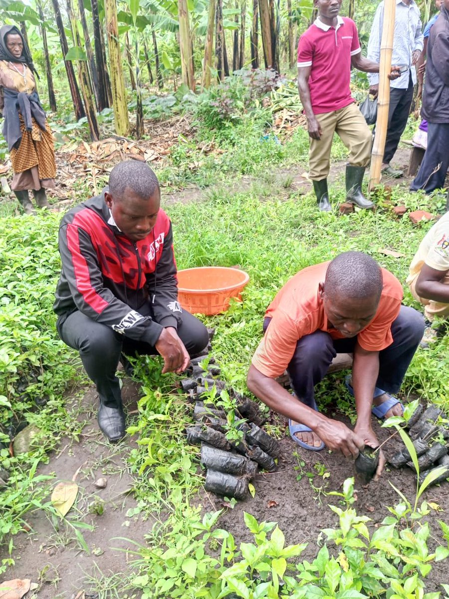 RudeMondayJ's tweet photo. I am incredibly pleased to announce the successful delivery of 6,000 coffee seedlings to the community of Kyarumba Sub-County yesterday Friday 25th September 2026.

Coffee is the backbone of our local economy in Bukonzo County East, and boosting its production remains one of my top priorities. 

While this delivery is a step in the right direction, I am fully aware of the overwhelming demand on the ground. We are planning for further allocations to ensure that every farmer who missed out in this batch is reached and supported until we hit our 50,000 seedlings mark.