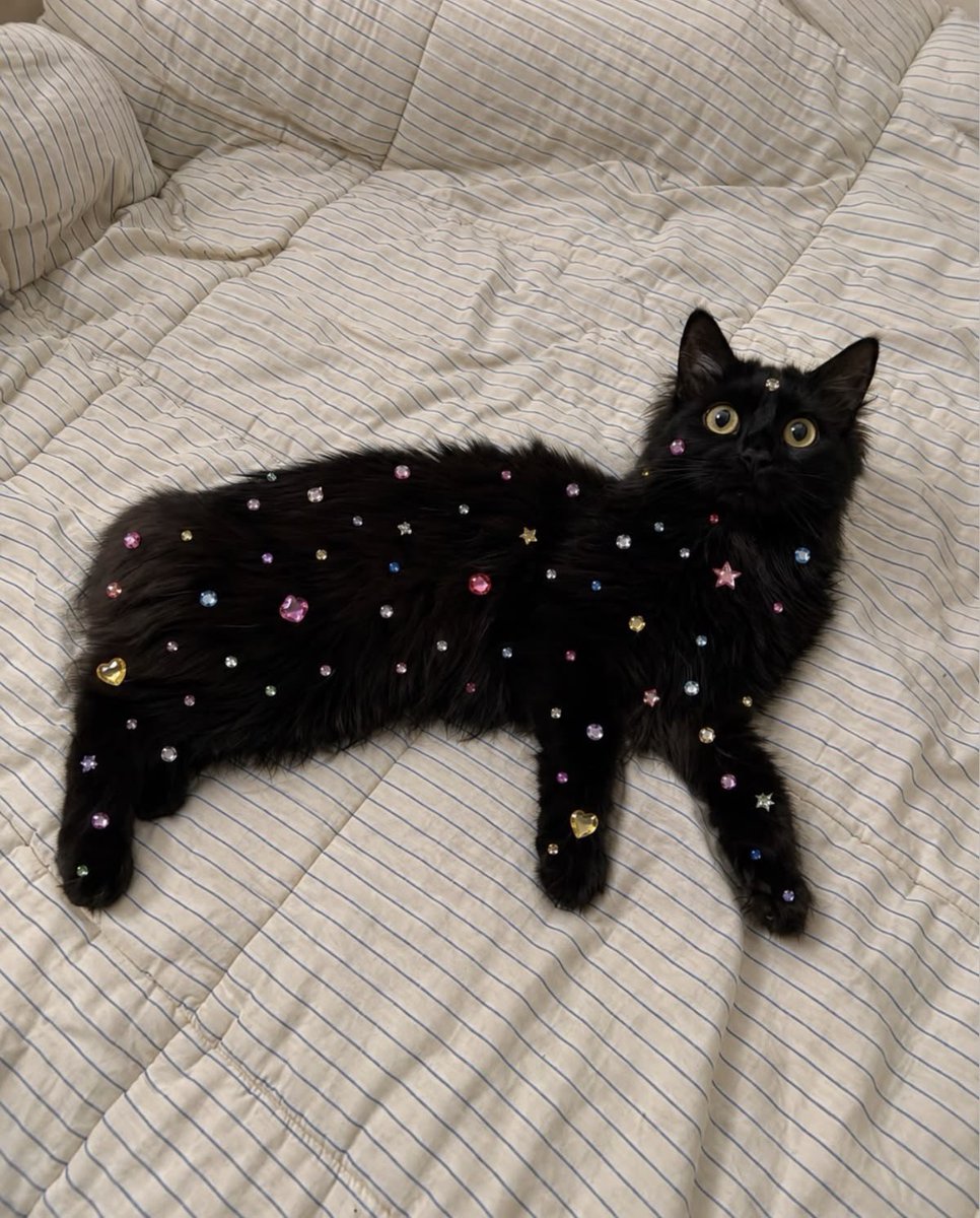 lunecrumbss's tweet photo. I’m all stars 🌟 https://t.co/kAjiPoTFnK
