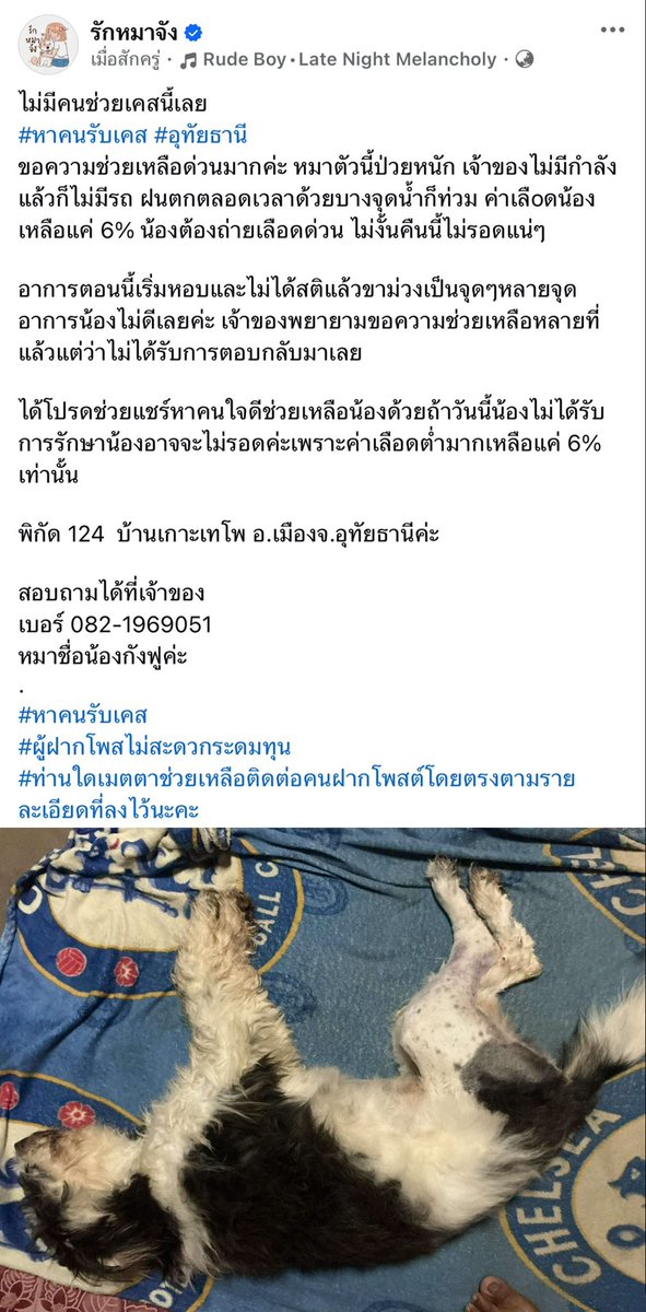 TifFaNy_9member's tweet photo. ด่วน ขอความช่วยเหลือ ฝากกระจายข่าว #น้ําท่วม หน่อยค่ะ

เห็นว่าตอนนี้ไม่มีใครรับเคสนี้เลยค่ะ

- หมาตัวนี้ป่วยหนัก 
- เจ้าของไม่มีกำลังแล้วก็ไม่มีรถ 
- ฝนตกตลอดเวลาด้วยบางจุดน้ำก็ท่วม 
- ค่าเลืoดน้องเหลือแค่ 6% น้องต้องถ่ายเลือดด่วน ไม่งั้นคืนนี้ไม่รอดแน่ๆ

- อาการตอนนี้เริ่มหอบและไม่ได้สติแล้วขาม่วงเป็นจุดๆหลายจุด 
- อาการน้องไม่ดีเลยค่ะ เจ้าของพยายามขอความช่วยเหลือหลายที่แล้วแต่ว่าไม่ได้รับการตอบกลับมาเลย

พิกัด 124  บ้านเกาะเทโพ อ.เมืองจ.อุทัยธานี

สอบถามได้ที่เจ้าของ
เบอร์ 082-1969051 
หมาชื่อน้องกังฟู

ขอให้น้องไม่เป็นอะไร แล้วมีคนใจดีเห็นโพสต์นี้มากขึ้นแล้วช่วยแชร์ด้วยเถอะค่ะ