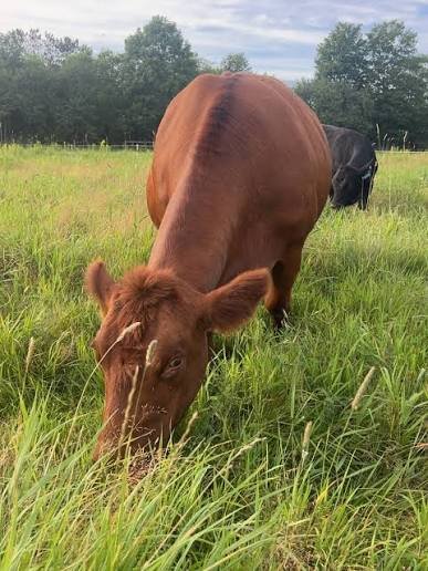 SamaHoole's tweet photo. To do what a cow does with grass, you would need a 200-litre fermentation tank, a licence and a microbiologist.

To do what a cow does with straw, you would need a pulp mill.

To do what a cow does with cobalt, you would need a B12 plant in China and a container ship.

To do what a cow does with beet pulp, you would need an incinerator, because that is where it goes without one.

To do what a cow does with soybean meal, you would need a landfill.

To do what a cow does with a 40-degree hillside, you would need a tractor that does not exist.

To do what a cow does with rain, you would need a reservoir, a pump and a bill.

To do what a cow does with seed oil, you would need a hydrogenation plant, and it would make margarine.

To do what a cow does with sunlight, you would need a solar farm that grows steak.

To do what a cow does with its own waste, you would need a fertiliser factory running on gas.

To do what a cow does in a year, you would need all of the above and a calf.

Every job on that list is one the cow does standing up, for nothing, and does again next spring.

They have filed it under low-tech.

It is the only technology on the list that works.