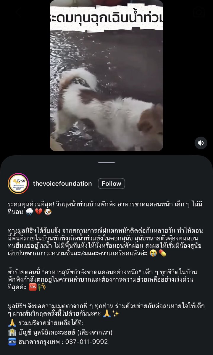 _summerdecember's tweet photo. 📢 💥 ประชาสัมพันธ์ The Voice Foundation ขอระดมทุนช่วยเหลือน้องหมาในบ้านพักพิงสุนัขที่เกิดน้ำท่วมขัง 🐕🐾 รวมถึงน้องหมาน้องแมวอีกหลายๆ ชีวิตที่อยู่ในความดูแลของมูลนิธิ

ขอทุนสนับสนุนเป็นค่าใช้จ่ายเรื่องอาหาร ยา และการดูแลพื้นที่ของน้องๆ ค่ะ

ร่วมสมทบทุนได้ทาง
ธ.กรุงเทพ 
037-011-9992

#น้ำท่วม