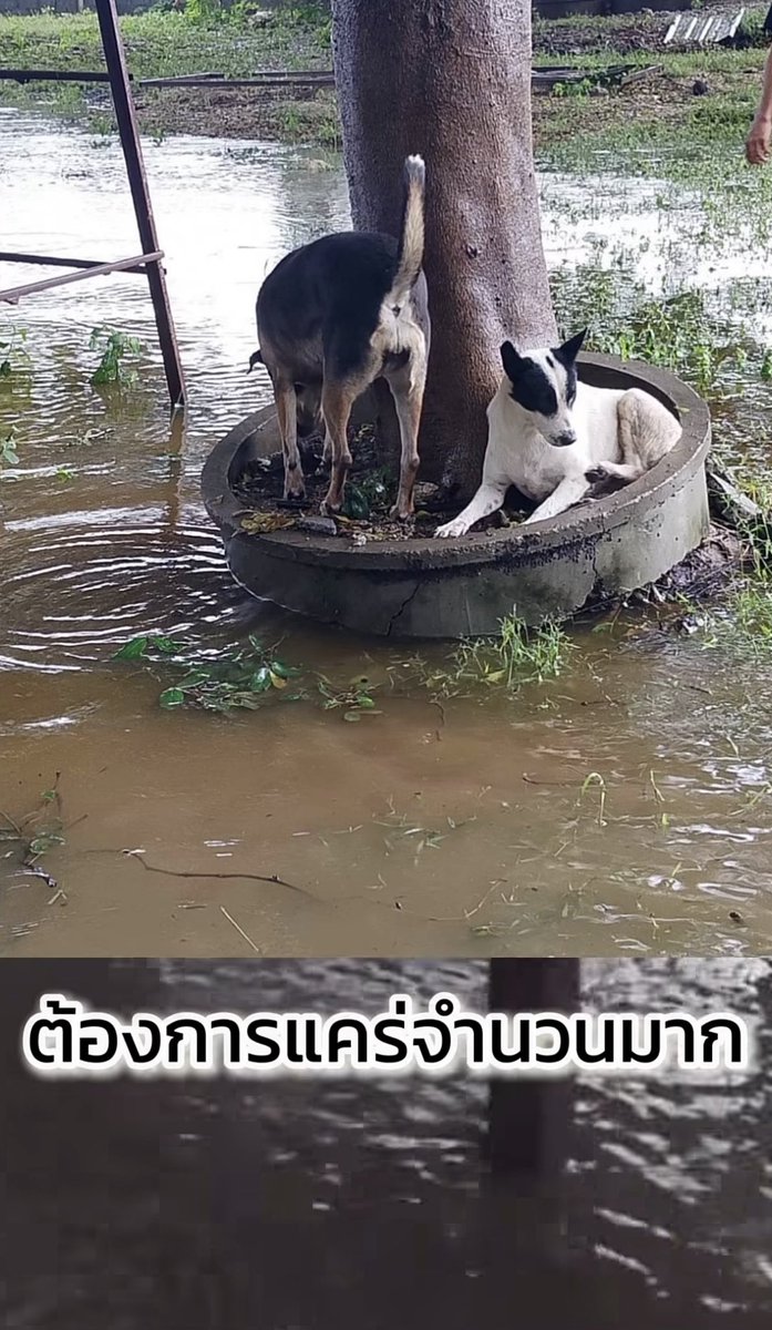 _summerdecember's tweet photo. 📢 💥 ประชาสัมพันธ์ The Voice Foundation ขอระดมทุนช่วยเหลือน้องหมาในบ้านพักพิงสุนัขที่เกิดน้ำท่วมขัง 🐕🐾 รวมถึงน้องหมาน้องแมวอีกหลายๆ ชีวิตที่อยู่ในความดูแลของมูลนิธิ

ขอทุนสนับสนุนเป็นค่าใช้จ่ายเรื่องอาหาร ยา และการดูแลพื้นที่ของน้องๆ ค่ะ

ร่วมสมทบทุนได้ทาง
ธ.กรุงเทพ 
037-011-9992

#น้ำท่วม
