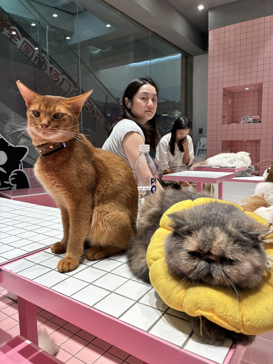 euamo520's tweet photo. とても可愛い猫です https://t.co/C19gDd6D7q