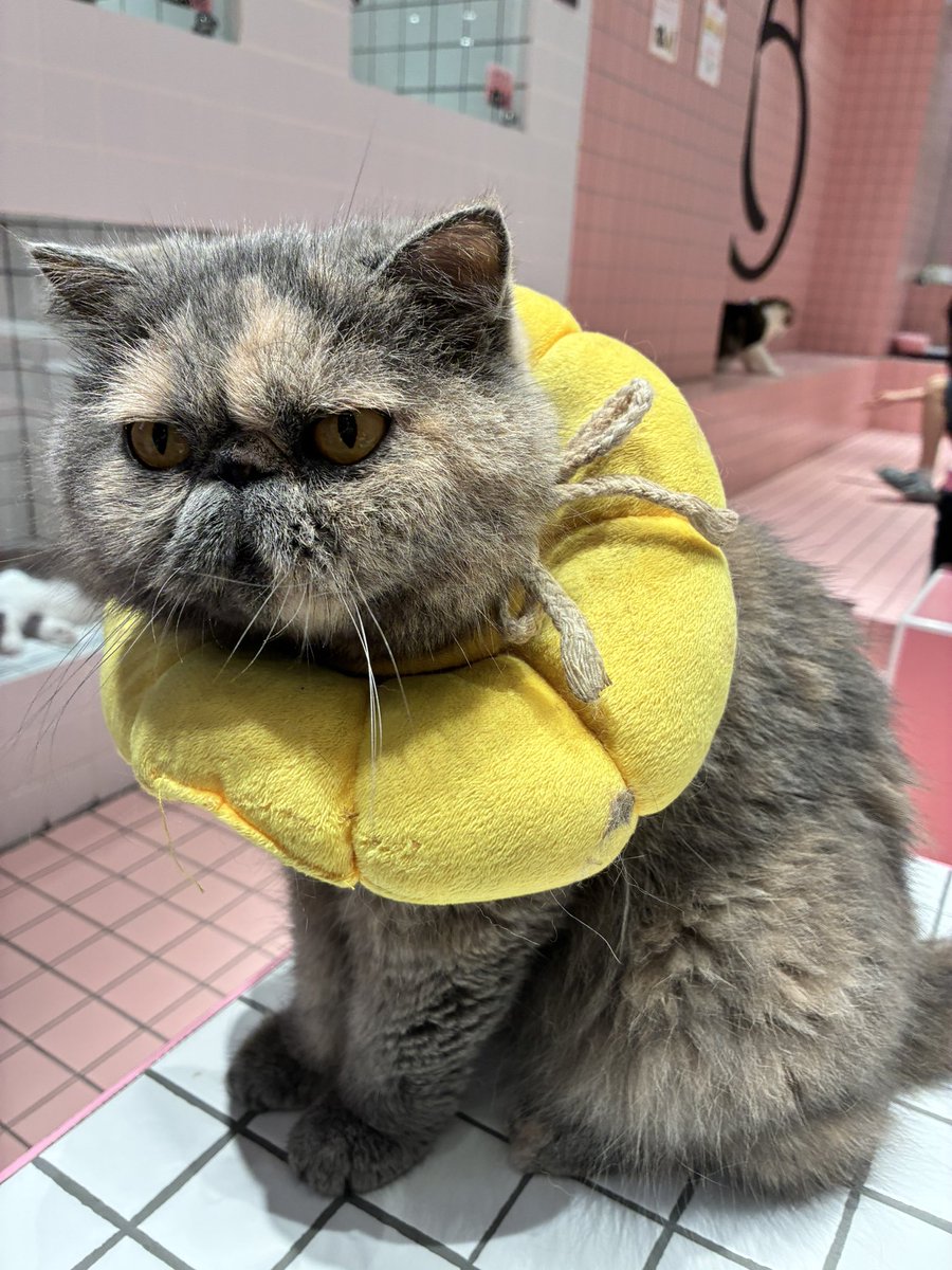 euamo520's tweet photo. とても可愛い猫です https://t.co/C19gDd6D7q