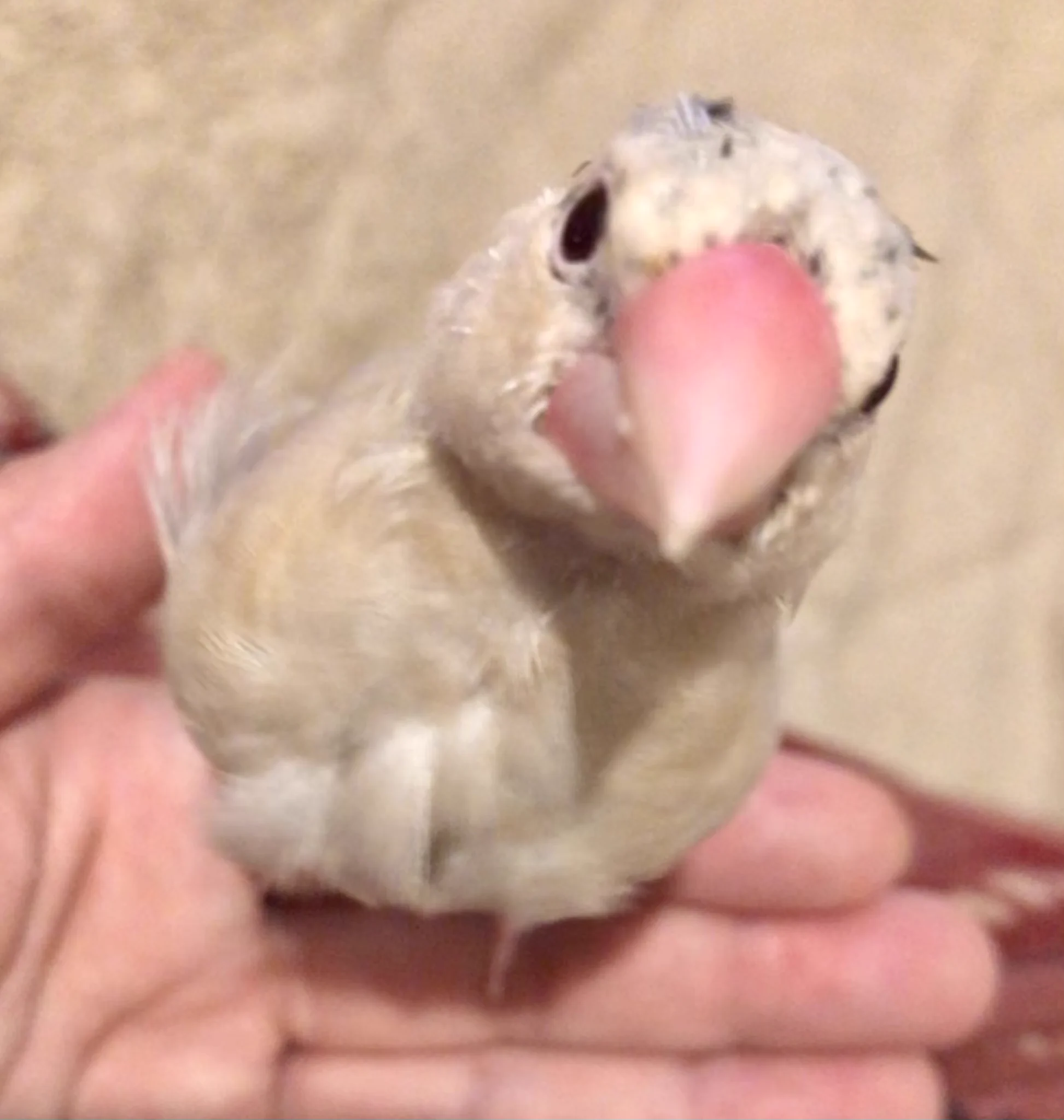咲来（サラ）🍏🐹💕 on X: 