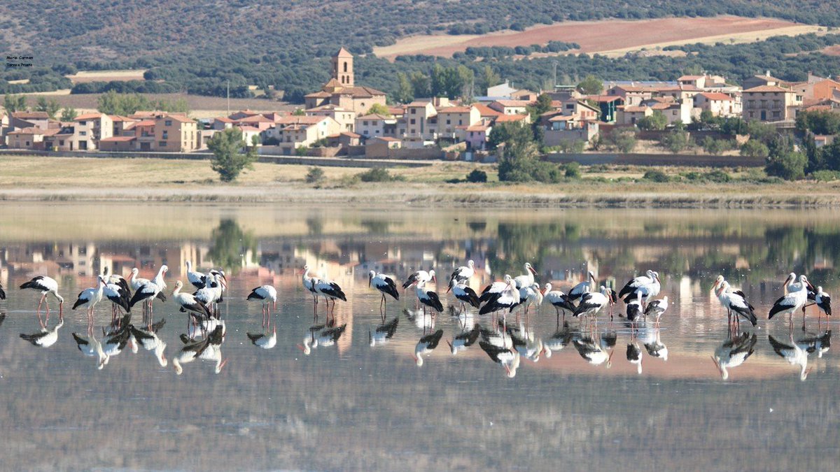 CIGALLOCANTA's tweet photo. Temperatura 🌡  a las 8h  9.2 °
#lagunaDeGallocanta con #Cigüeñas
Buen y feliz día para todos. 
Sábado 26 de septiembre  2026 https://t.co/woWIAIiFfa