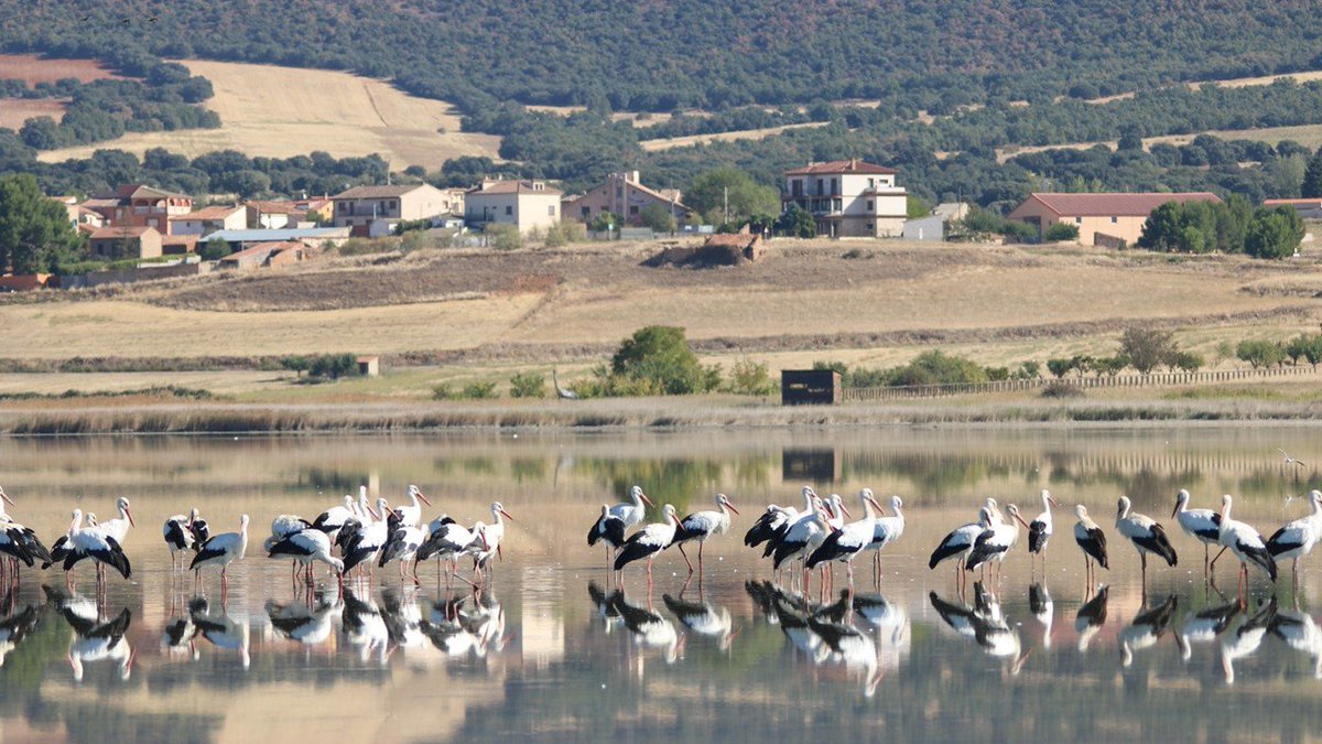 CIGALLOCANTA's tweet photo. Temperatura 🌡  a las 8h  9.2 °
#lagunaDeGallocanta con #Cigüeñas
Buen y feliz día para todos. 
Sábado 26 de septiembre  2026 https://t.co/woWIAIiFfa