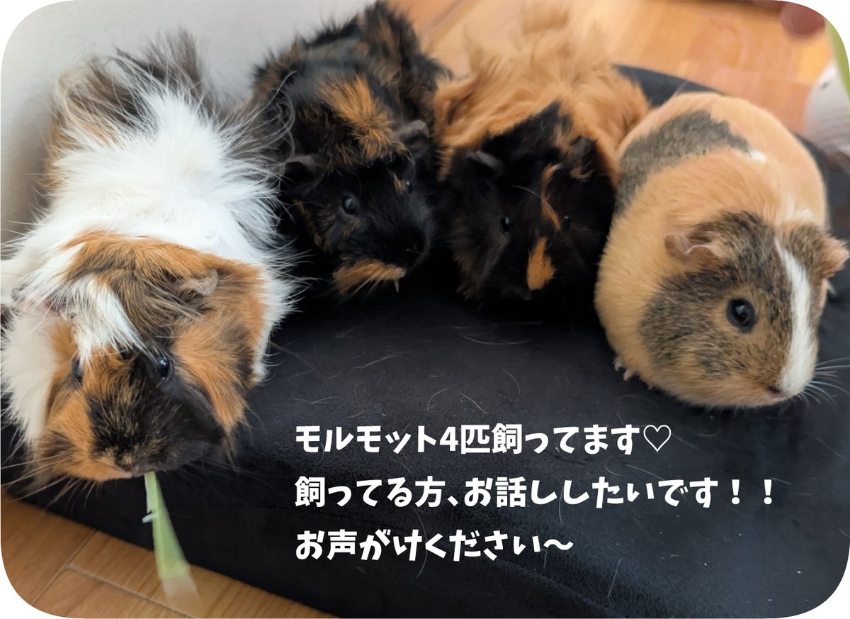 harucoco2019's tweet photo. 9/27.新潟朱鷺メッセにて開催の #ガタケット185 に7年振りにサークル参加します！緊張〜！！
D-03a動物スペースです。
ハムスター・モルモット・たぬきの紙もの・めじるしチャーム・ヘアゴムなどを主に持っていきます。
スズトウさんの本もあります。
#ガタケット185お品書き などはこちらです✨ https://t.co/tyKjP70GtA
