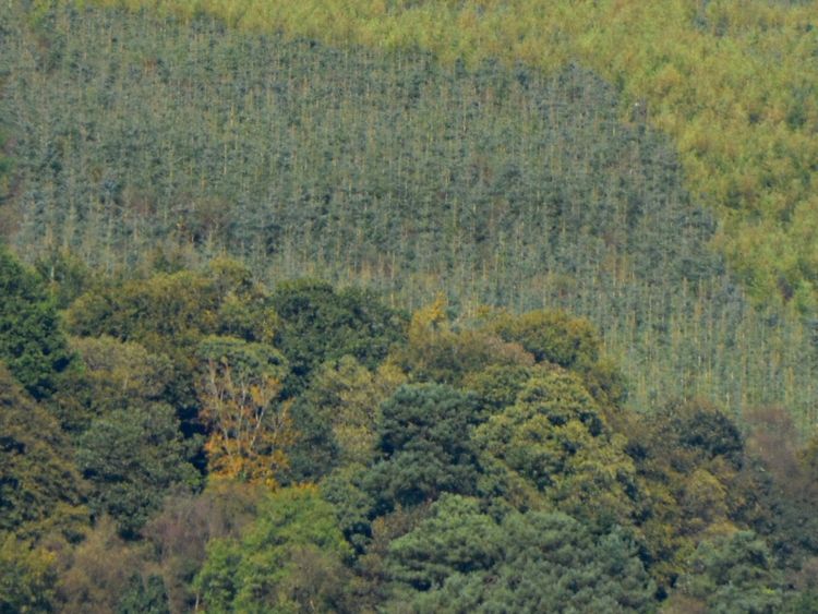 welovedonegal's tweet photo. Yesterday's #WhereInDonegal
from #WeLoveDonegal 💚💛
was the 100m/328 feet tall Emery Celtic Cross, Bogay, #Killea #Newtowncunnigham Named after the genius Liam Emery (1959-2010) who created using 3000 trees of 2 different species.
Sadly he died before he saw it.
#Donegal . https://t.co/T5pZ1BqtYi