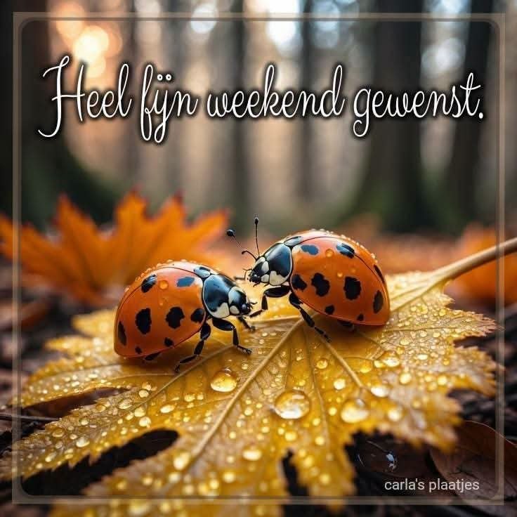 Joke40699108's tweet photo. @robertpijkeren https://t.co/k4IJ7Dhgov