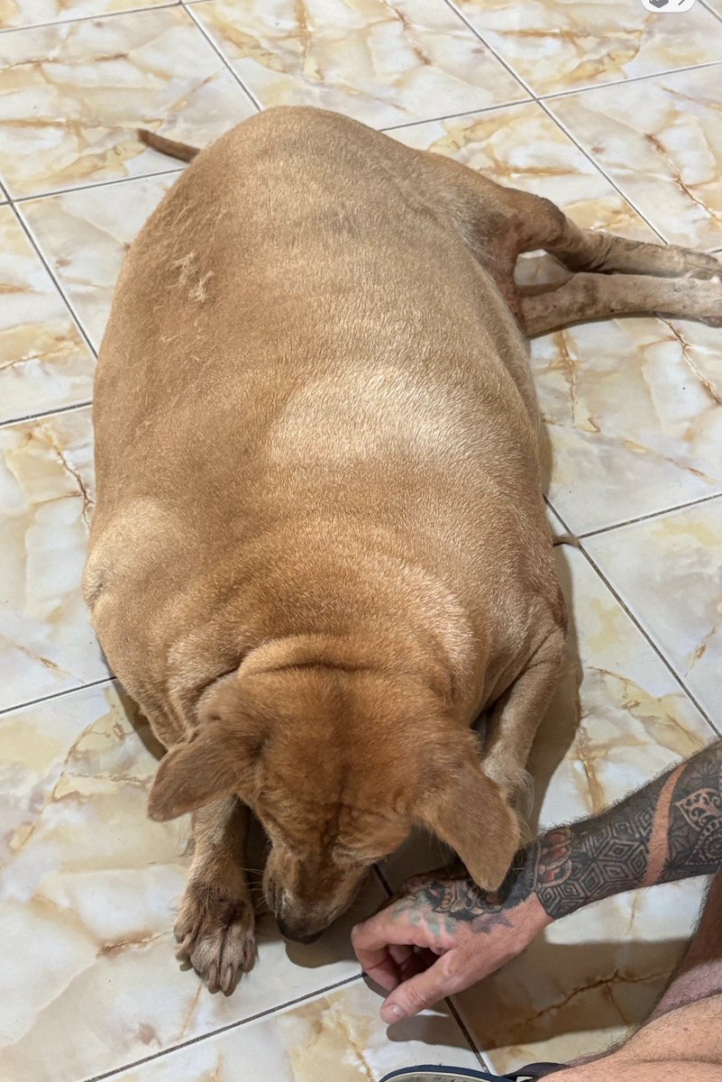 NiallHarbison's tweet photo. ⚖️ 7kg or 15.5 lbs lost in 9 weeks 

🐕 She is back walking and moving with freedom

🫀Her organs and health are improving. 

It’s been a mixture of thyroid meds, diet and exercise. 

Bella’s whole outlook on life has changed. I think you’ll agree she looks terrific ❤️ https://t.co/HlxnS03cTq