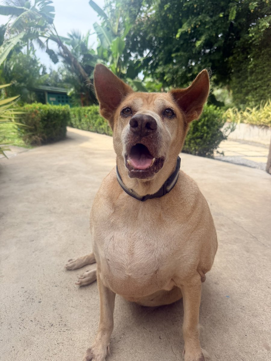 NiallHarbison's tweet photo. ⚖️ 7kg or 15.5 lbs lost in 9 weeks 

🐕 She is back walking and moving with freedom

🫀Her organs and health are improving. 

It’s been a mixture of thyroid meds, diet and exercise. 

Bella’s whole outlook on life has changed. I think you’ll agree she looks terrific ❤️ https://t.co/HlxnS03cTq