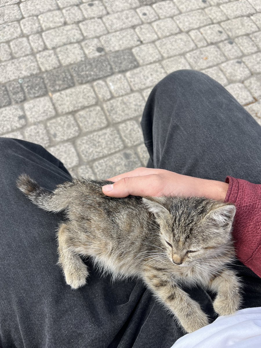 soihix13's tweet photo. bacağıma tırmandı kucağıma yatıyor paşam https://t.co/zIh2KRQcVX