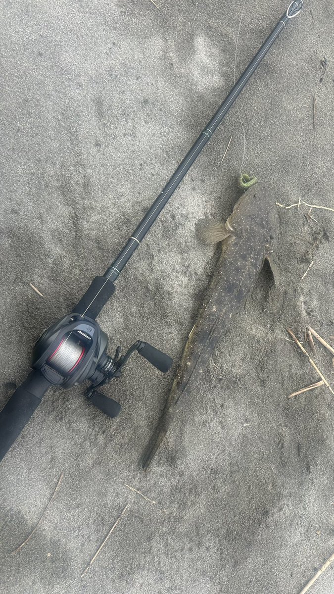 jinf2's tweet photo. 久しぶりにサーフ来てマゴチ取れました
Revo5も良いけどビースト300の方が安定して飛距離出せるので良いですね
#abugarcia https://t.co/jywGAfLxk8