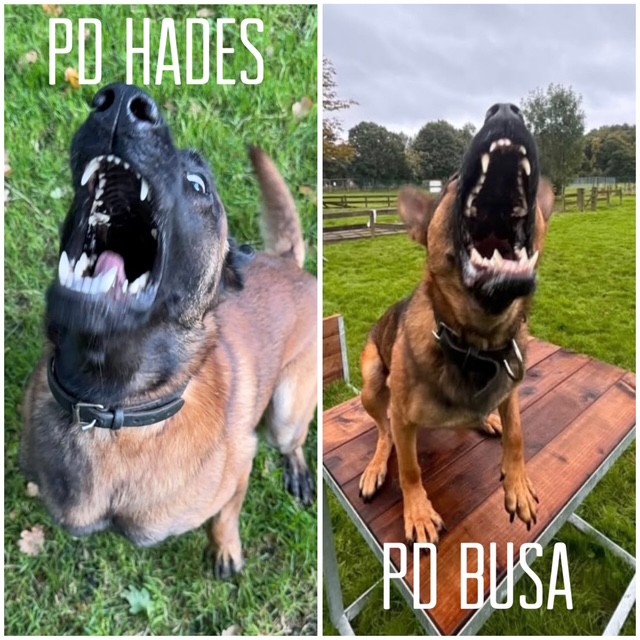 PSOSDogs's tweet photo. ⚠️  WARNING ⚠️
 
🔴  If you run, we track you.
🔴  If you hide, we find you.

#PDHades &amp; #PDBusa and cops @PSOSGreaterGlas @PSOSLanarkshire @PSOSRoads jailed 3 suspects for housebreakings across Scotland &amp; recovered 3 stolen cars early this morning!

#TeethOfJustice
#TeamEffort https://t.co/k0SDW39IVT