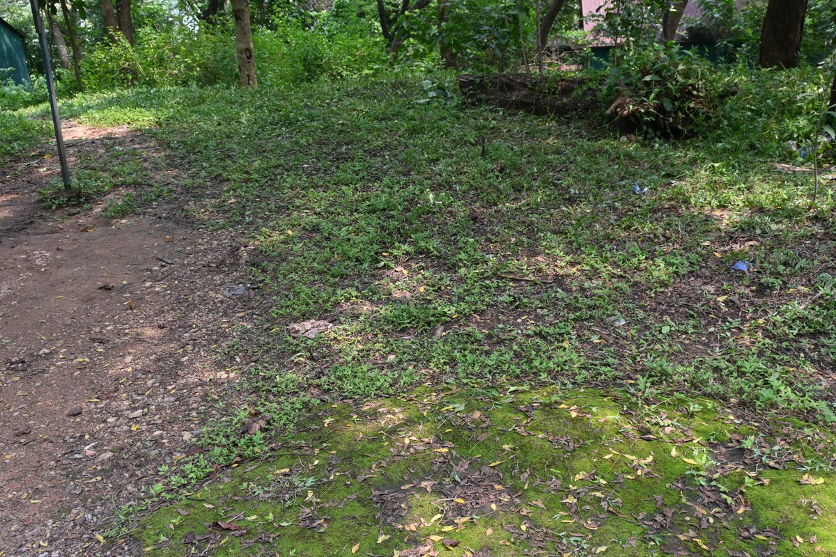 106BNRAF's tweet photo. 🧹🛕🇮🇳 स्वच्छता ही सेवा (SHS) अभियान-2026 के तहत दिनांक 26/09/2026 को #106RAF के कार्मिकों ने मंदिर प्रांगण एवं आसपास के क्षेत्रों में विशेष स्वच्छता अभियान चलाया गया। स्वच्छता, सेवा और सामाजिक जिम्मेदारी के प्रति प्रतिबद्धता का संदेश दिया गया।🇮🇳 https://t.co/ZTkG7P6Rwv