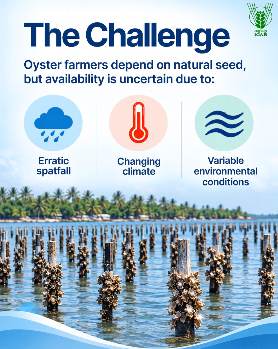 icarindia's tweet photo. ICAR-CMFRI produced 1 lakh oyster spat at Kovalam and supplied them to Maharashtra. Another 1.5 lakh spat are planned for farming trials in Pulicat Lagoon. #ICAR #OysterFarming @ChouhanShivraj @PIB_India @Dept_of_AHD https://t.co/bEEGGEP1Sr
