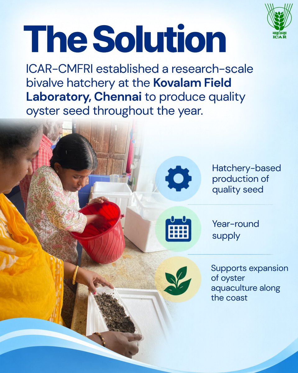 icarindia's tweet photo. ICAR-CMFRI produced 1 lakh oyster spat at Kovalam and supplied them to Maharashtra. Another 1.5 lakh spat are planned for farming trials in Pulicat Lagoon. #ICAR #OysterFarming @ChouhanShivraj @PIB_India @Dept_of_AHD https://t.co/bEEGGEP1Sr