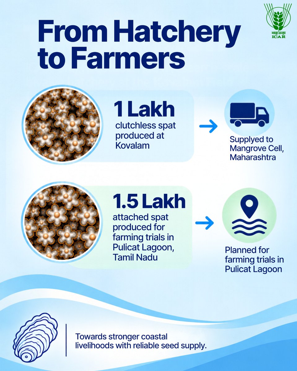 icarindia's tweet photo. ICAR-CMFRI produced 1 lakh oyster spat at Kovalam and supplied them to Maharashtra. Another 1.5 lakh spat are planned for farming trials in Pulicat Lagoon. #ICAR #OysterFarming @ChouhanShivraj @PIB_India @Dept_of_AHD https://t.co/bEEGGEP1Sr