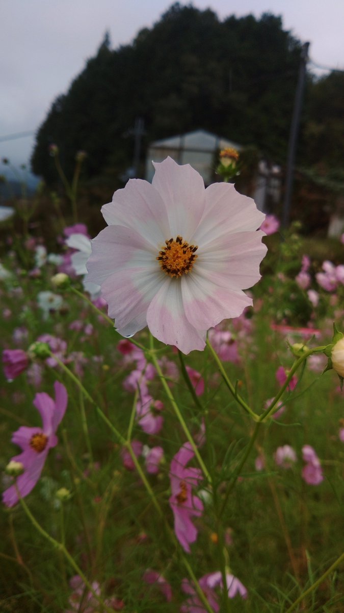 GatesOfBabylon7's tweet photo. 今日はとよのコスモスの里ヘ行ってきました🌼
満開で綺麗でしたがあいにくの雨☔
落ち着いた感じも良いですけどね😊 https://t.co/uG8RbHGCrN