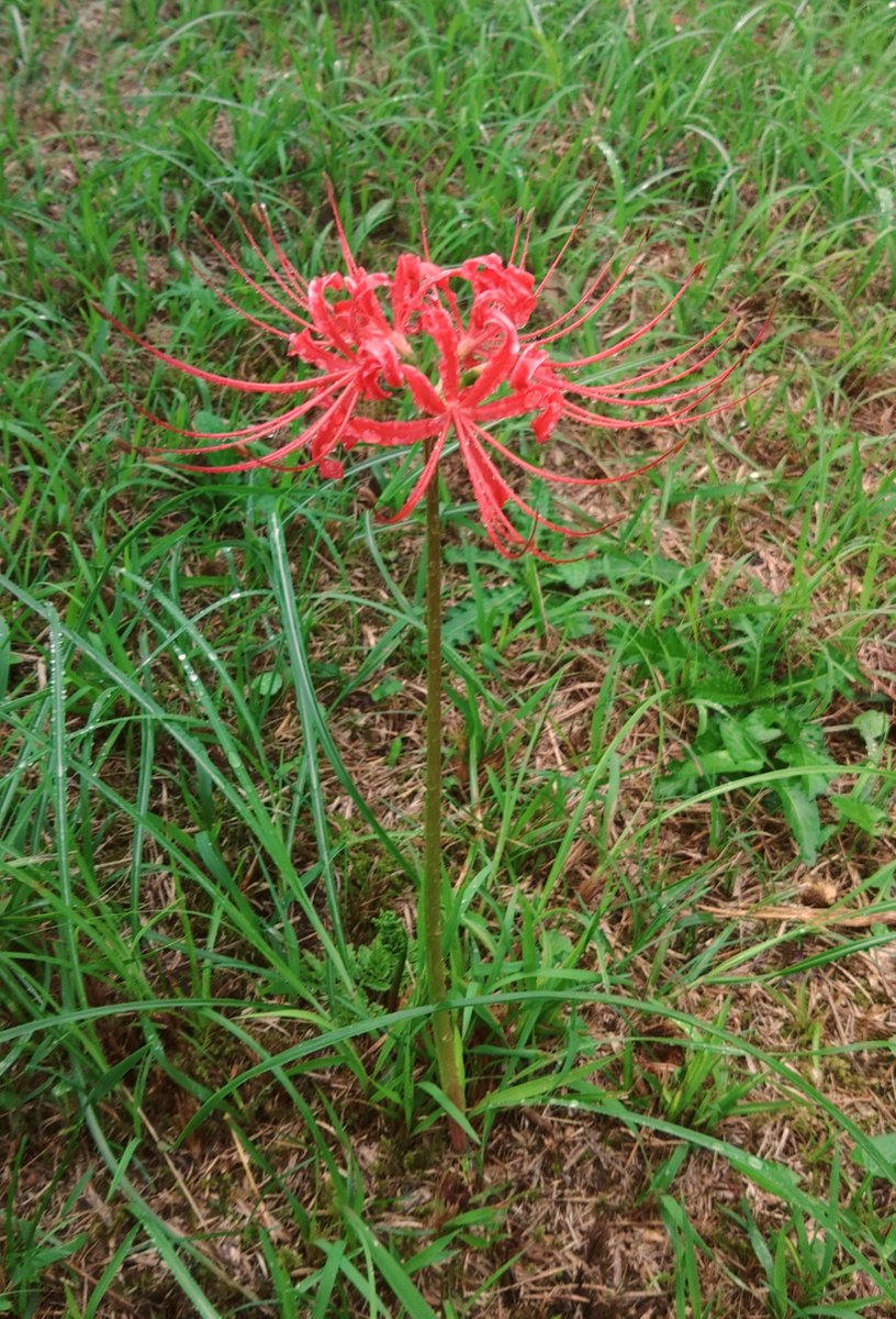 GatesOfBabylon7's tweet photo. 今日はとよのコスモスの里ヘ行ってきました🌼
満開で綺麗でしたがあいにくの雨☔
落ち着いた感じも良いですけどね😊 https://t.co/uG8RbHGCrN