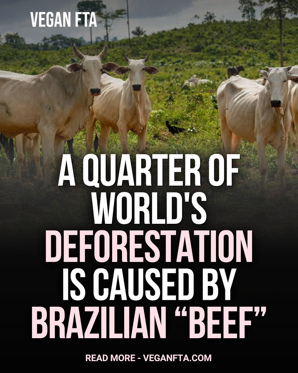 teamveganfta's tweet photo. Cow and bull flesh production accounted for 41% of global deforestation between 2001 and 2023, and almost two thirds of that forest loss took place in Brazil. 🌳
Read the full article ⬇️
https://t.co/ylxfVZWOpq
#deforestation #beef #brazil https://t.co/lX3cPBqjAa