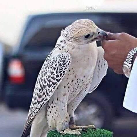 OldAmman's tweet photo. صقر جميل في ااصحراء  العربيه❤️ https://t.co/9uAkNWoJgX