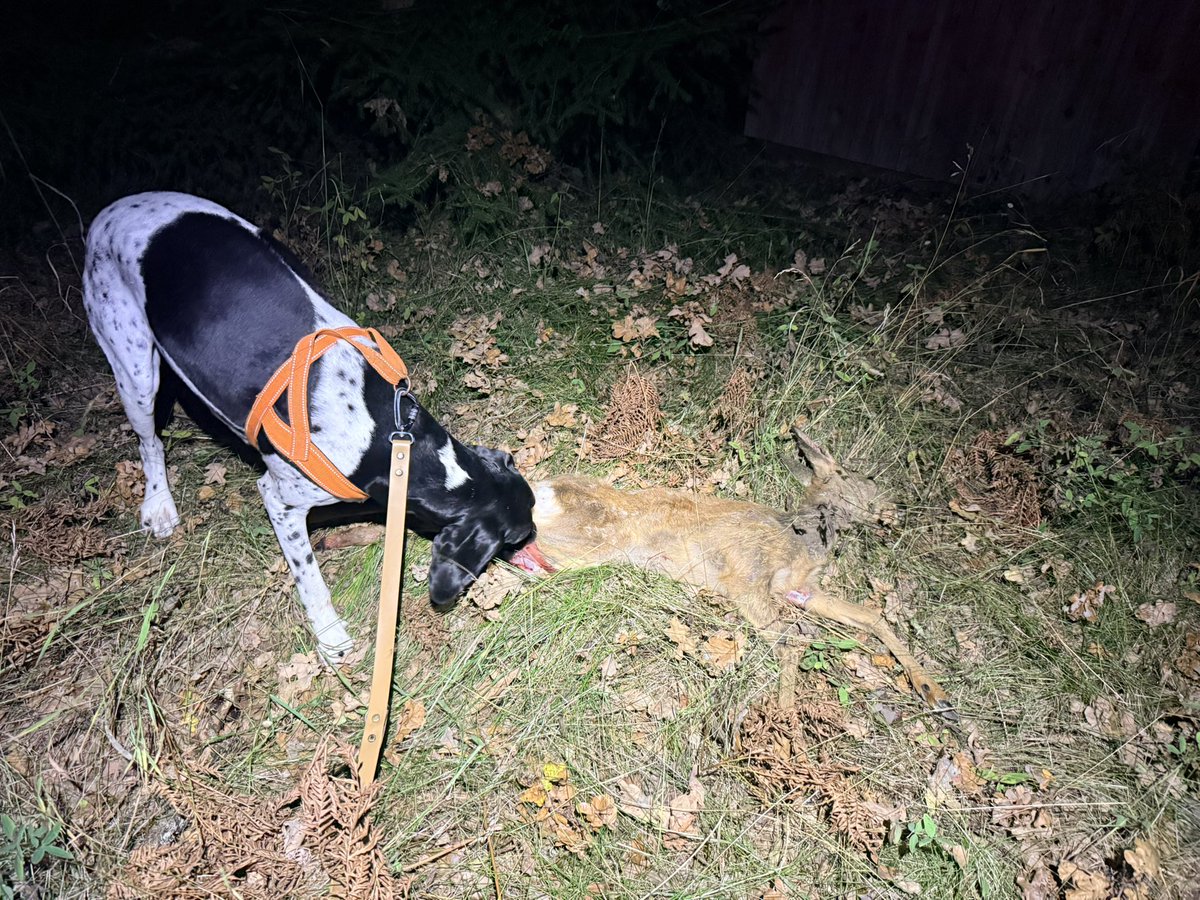 AndersDalenius's tweet photo. Sakta ner, pucko!
Mycket viltolyckor nu betyder att vi eftersöksjägare med våra hundar längs vägarna. Tyvärr är många av er skitdåliga på att sakta ner när ni ser oss, vilket både är dumt och farligt. Du hinner dit du ska ändå även om du tappar 5-10 sekunder. Lovar. ❤️ för RT. https://t.co/5Cvfc9xfpp