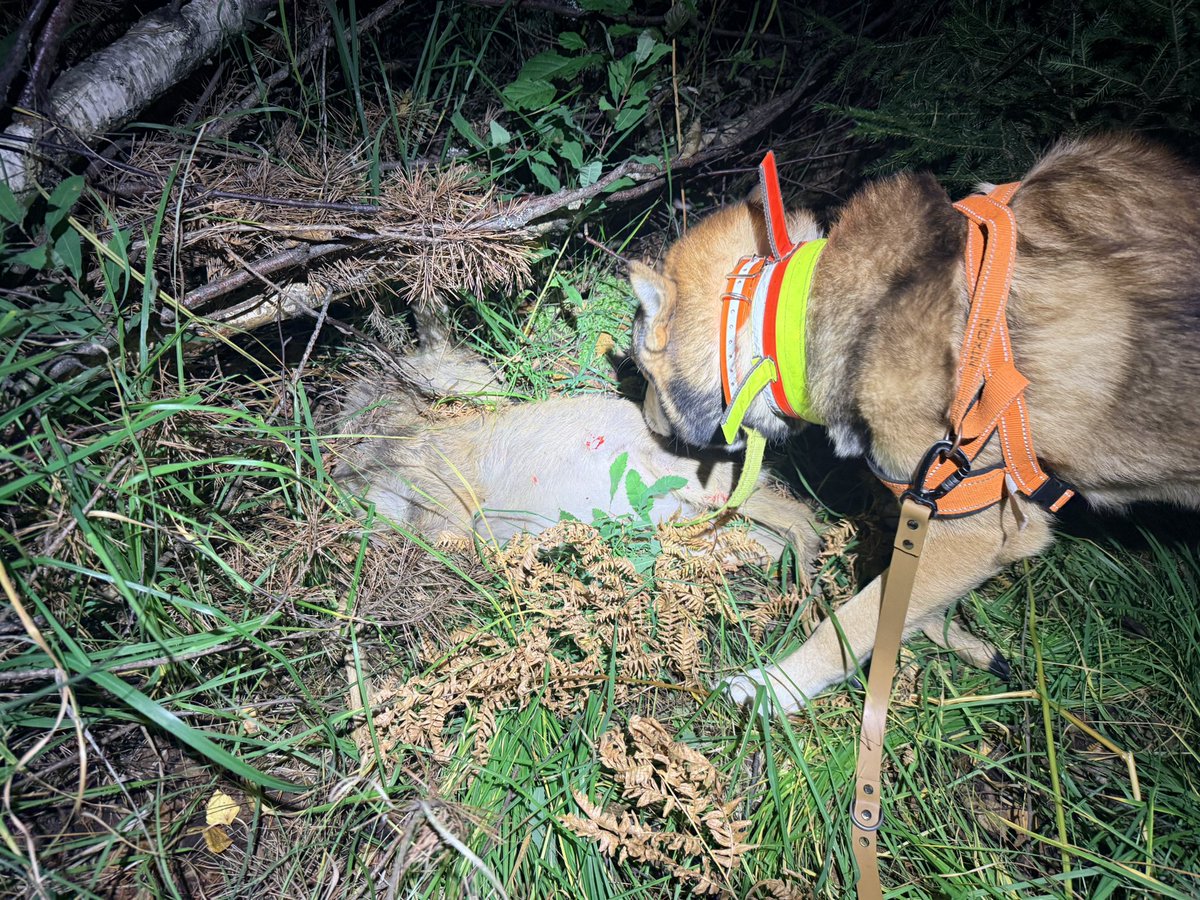 AndersDalenius's tweet photo. Sakta ner, pucko!
Mycket viltolyckor nu betyder att vi eftersöksjägare med våra hundar längs vägarna. Tyvärr är många av er skitdåliga på att sakta ner när ni ser oss, vilket både är dumt och farligt. Du hinner dit du ska ändå även om du tappar 5-10 sekunder. Lovar. ❤️ för RT. https://t.co/5Cvfc9xfpp