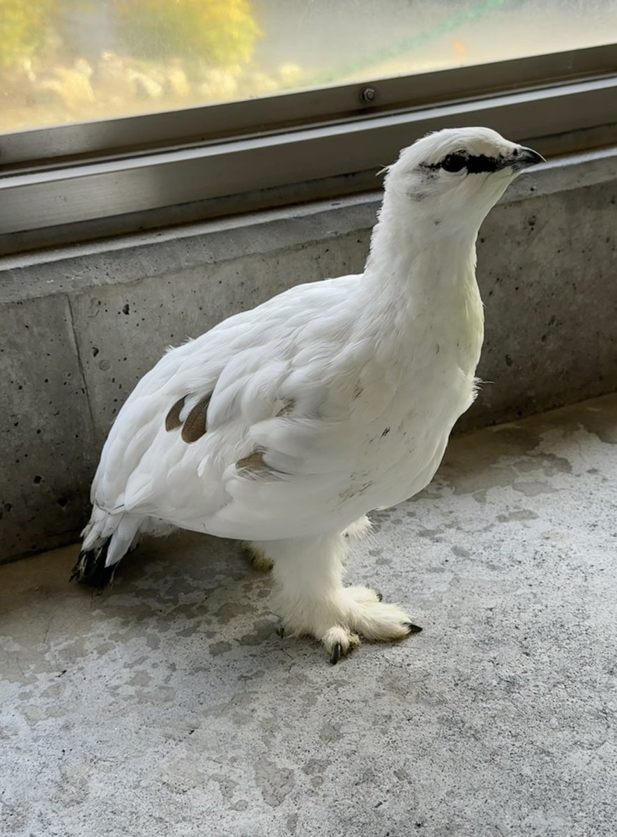 389fuzokuen's tweet photo. スバールバルライチョウのコスモは冬羽に換羽が進んでいます
1ヶ月ほどで大きく羽の色が変わりました🪶

#大町山岳博物館 #スバールバルライチョウ
#ライチョウ #コスモ

←9/1撮影　　　　　　　　　　　9/25撮影→ https://t.co/PJNcP9qJA8