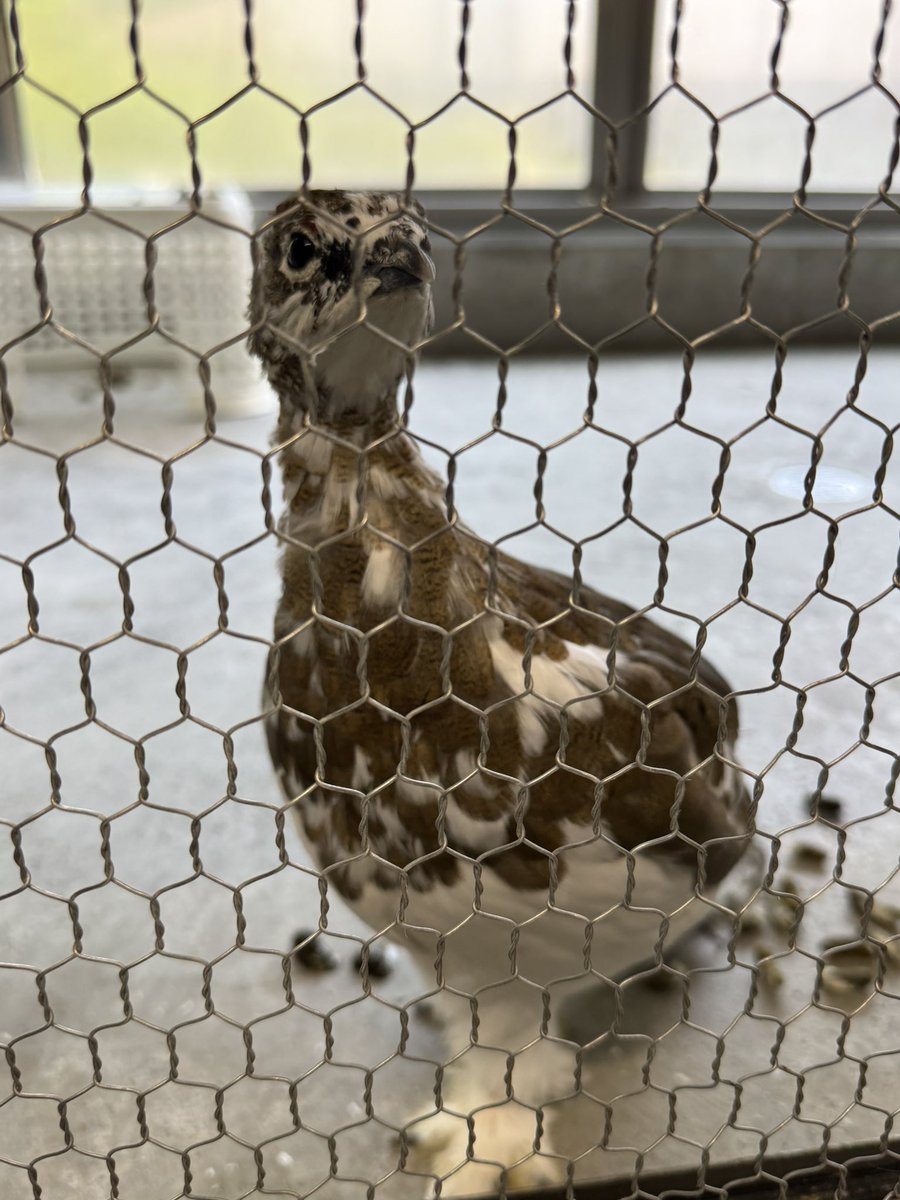 389fuzokuen's tweet photo. スバールバルライチョウのコスモは冬羽に換羽が進んでいます
1ヶ月ほどで大きく羽の色が変わりました🪶

#大町山岳博物館 #スバールバルライチョウ
#ライチョウ #コスモ

←9/1撮影　　　　　　　　　　　9/25撮影→ https://t.co/PJNcP9qJA8