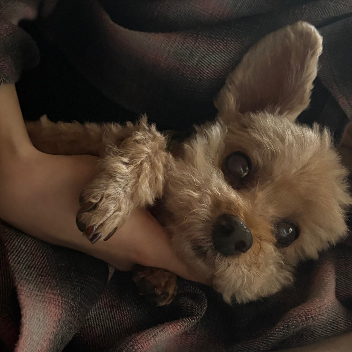 ASAGLOBAL_'s tweet photo. ASA with Happy🐕

🐾🖤

베이비몬스터 아사 #ASA #ENAMIASA #아사 #アサ #BABYMONSTER https://t.co/yIOXeRTTzW