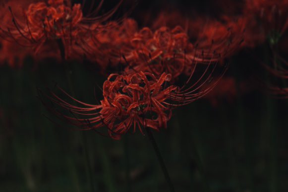 Rei0AM tweet picture