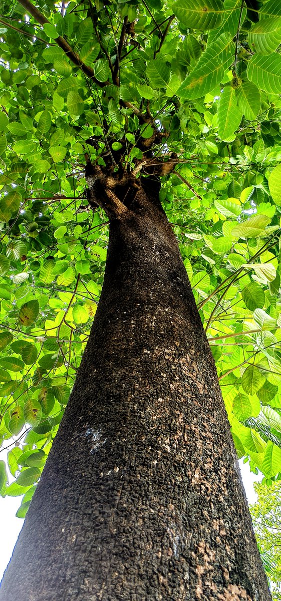 infotainmentod's tweet photo. Today's Green 🌿🌳🌿

#trees #Nature #Treetime https://t.co/hgTc47O9wT