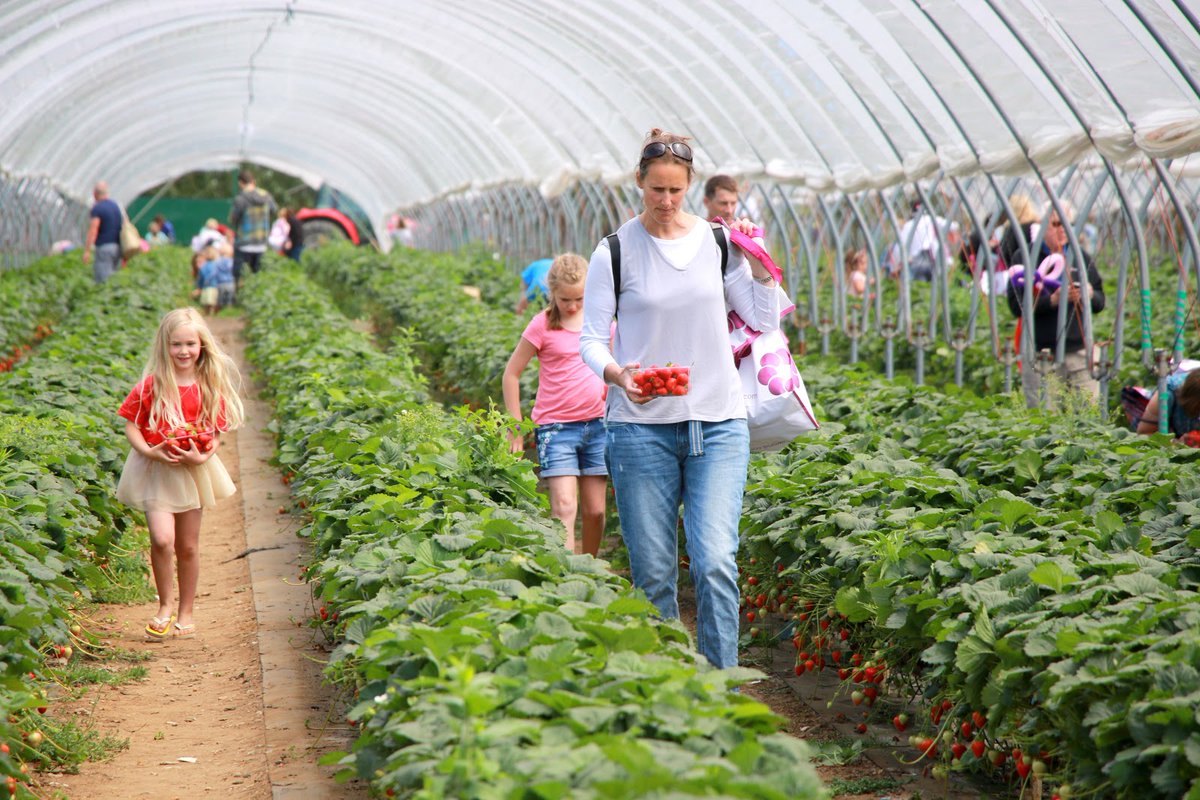 OpenFarmSunday's tweet photo. It’s #BritishFoodFortnight!
From farm-fresh British vegetables &amp; fruit to locally produced meat, milk &amp; cheese, this is a time to celebrate the people behind the food on our plates. Over the last 20 years, Open Farm Sunday has welcomed more than 3.6 million visitors onto farms. https://t.co/JPZwLsGjEE