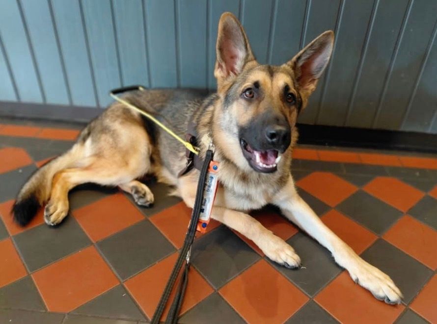 chorleyguidedog's tweet photo. #SaturdaySmiles.  This lovely chap looks happy!  Enjoy your weekend!

#Chorley #GuideDogsUK #GuideDogs #GuideDogsForTheBlind https://t.co/ZU067qJS3I