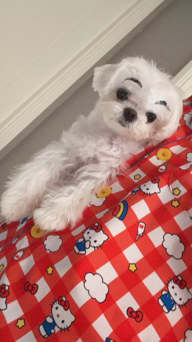 A small white dog with styled eyebrows and a winking expression peeks out from under a red and white Hello Kitty patterned blanket.