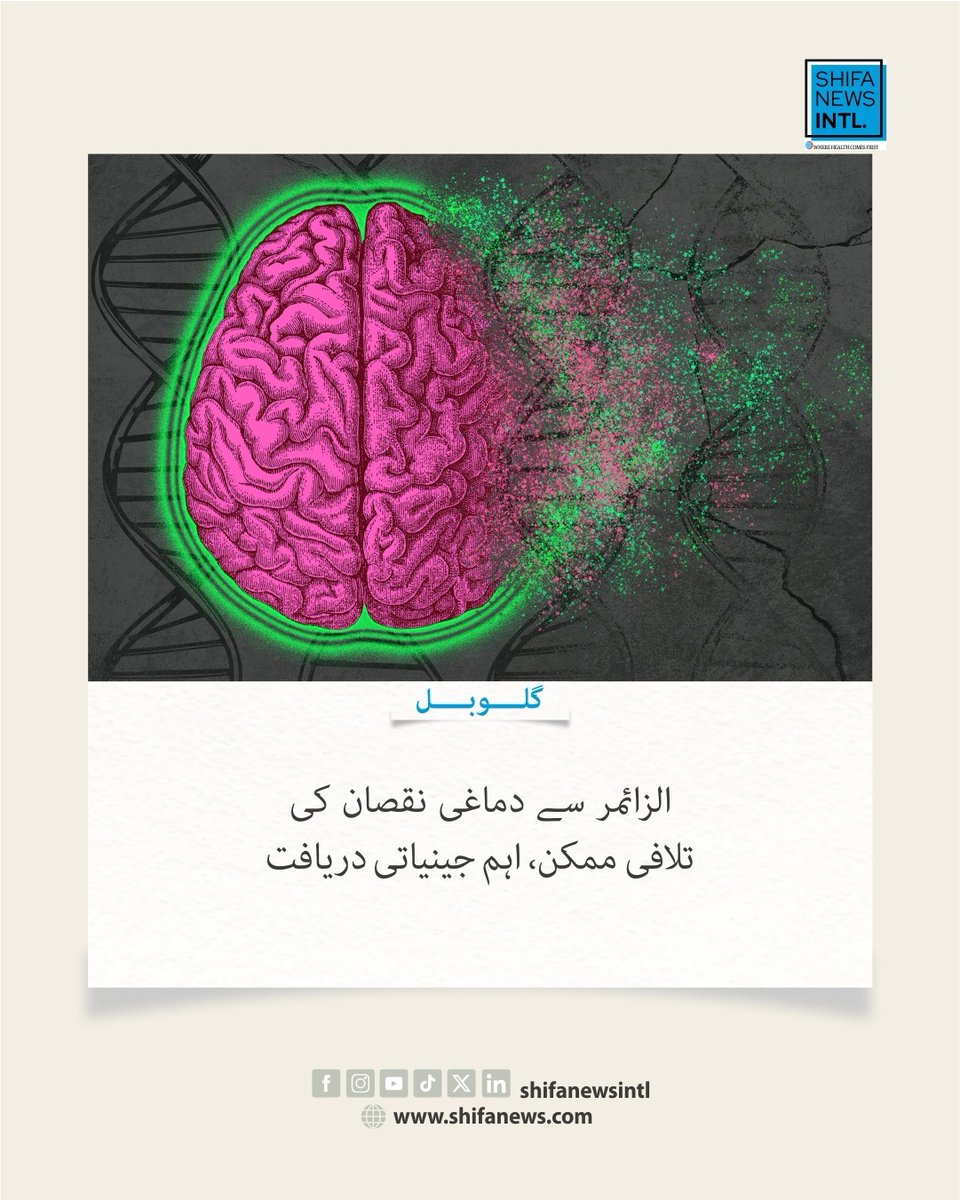 ShifaNewsintl's tweet photo. رائٹرز کے مطابق اے پی او ای 4 جین دماغ کی باریک خون کی نالیوں کو متاثر کرکے الزائمر سے ہونے والے نقصان میں کردار ادا کرسکتا ہے۔ چوہوں میں ٹی جی ایف بیٹا کی سرگرمی روکنے سے نالیوں کی حالت بہتر ہوئی۔

#alzheimers #brainhealth #apoe4 #medicalresearch #shifanewsinternational https://t.co/60ybhqBweP
