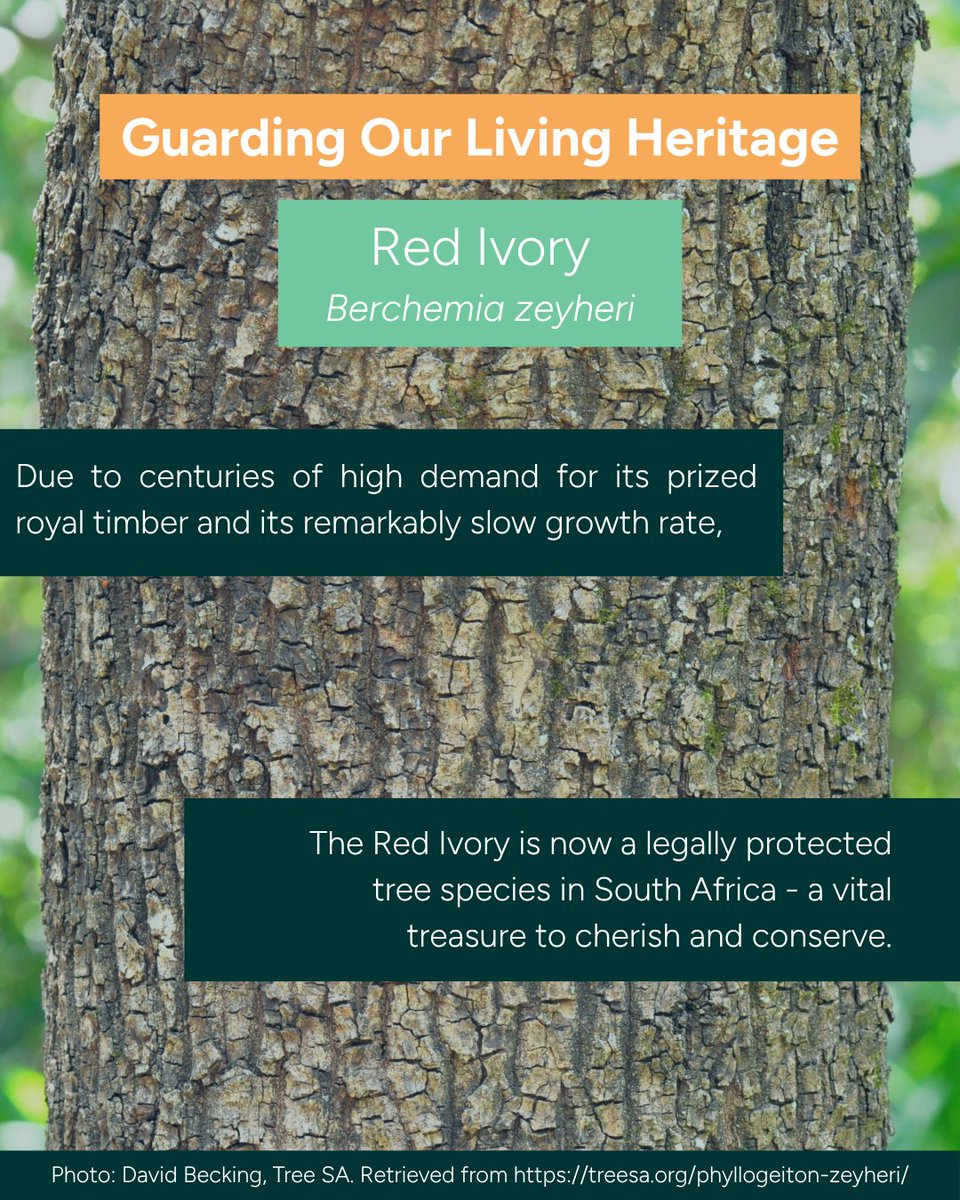 ftfa's tweet photo. Slow-growing and threatened by illegal harvesting, SA's 2026  Rare Tree/Tree for Promotion (Phyllogeiton zeyheri) is now a legally protected species strictly managed by permits. Protect our rare trees 🛡️! #ArborMonth #TreeForPromotion2026 #RedIvory #FTFA https://t.co/SIz1zdGW9D