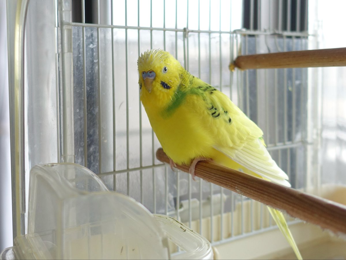 sekiseihouse's tweet photo. 【4195】手乗り○ンコ🐥💩 | セキセイハウス☆セキセイインコの住む家の日々
https://t.co/55vHpJAsuk
#Amebaブログ #アメブロ #セキセイインコ https://t.co/FlUuJ4MX6N
