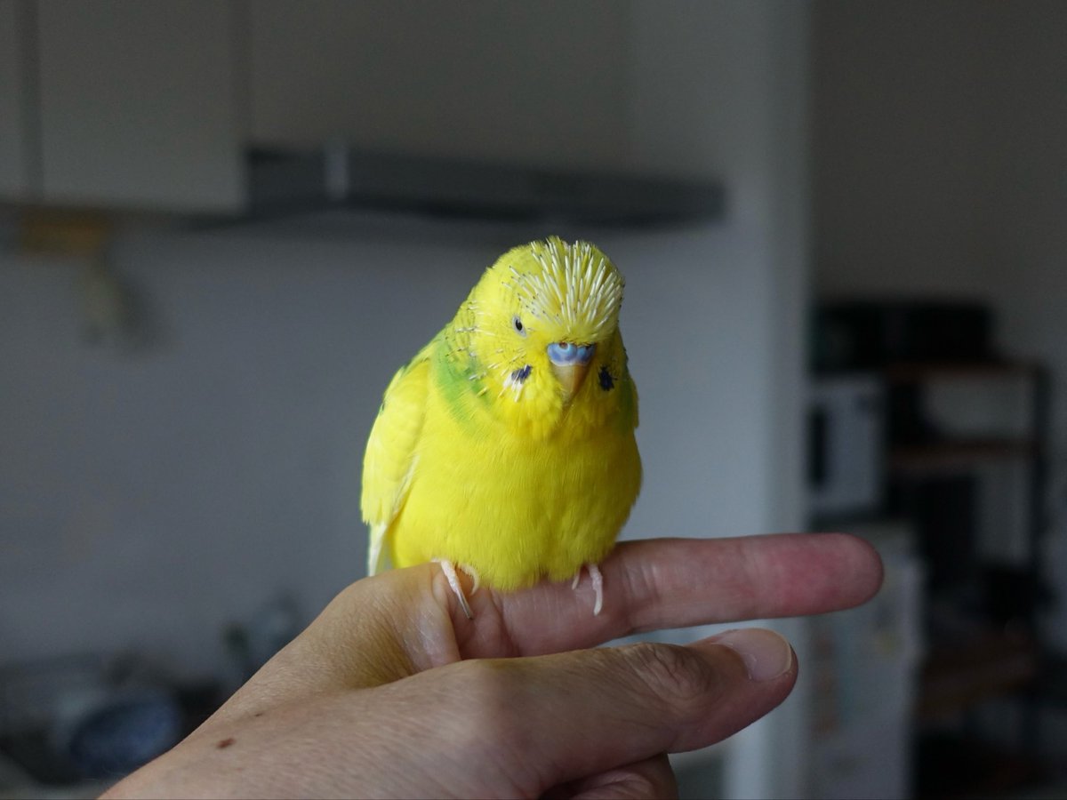 sekiseihouse's tweet photo. 【4195】手乗り○ンコ🐥💩 | セキセイハウス☆セキセイインコの住む家の日々
https://t.co/55vHpJAsuk
#Amebaブログ #アメブロ #セキセイインコ https://t.co/FlUuJ4MX6N
