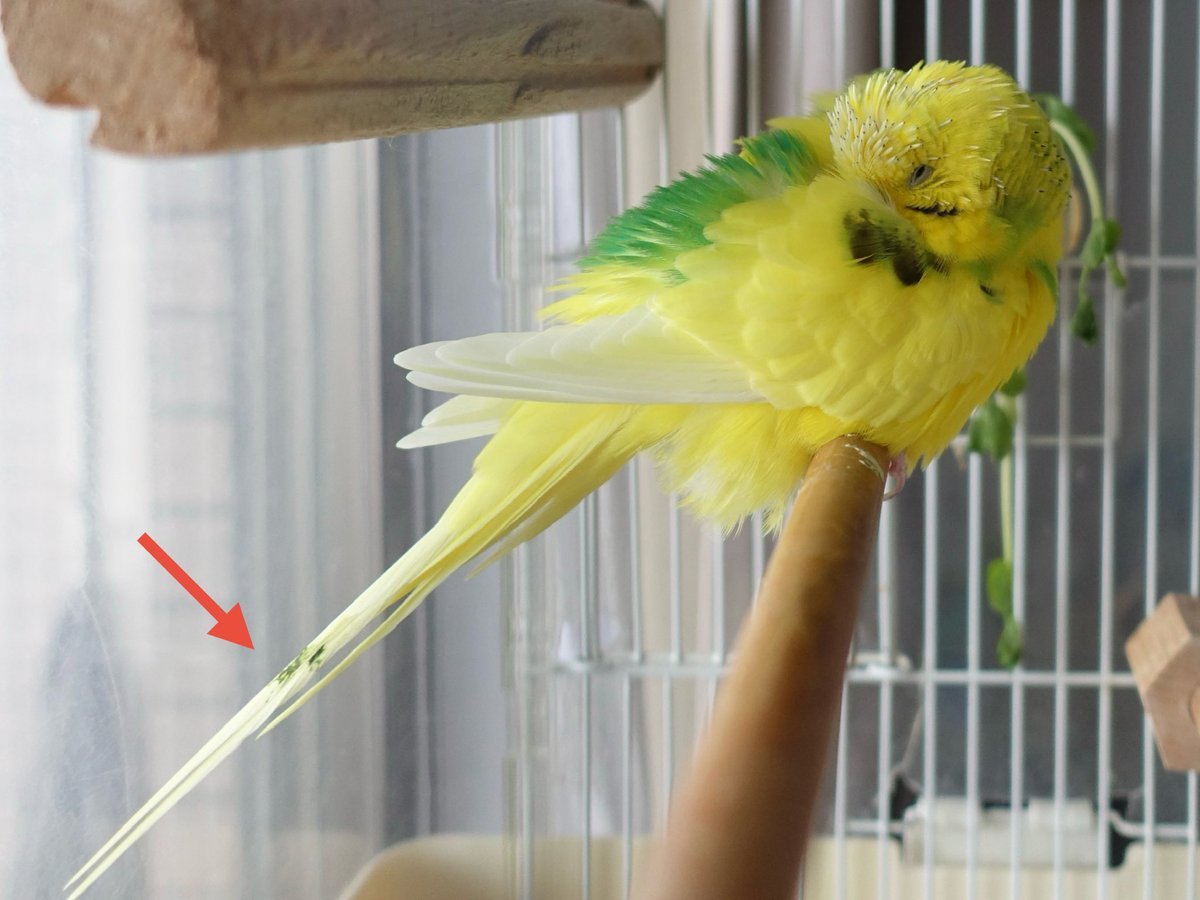 sekiseihouse's tweet photo. 【4195】手乗り○ンコ🐥💩 | セキセイハウス☆セキセイインコの住む家の日々
https://t.co/55vHpJAsuk
#Amebaブログ #アメブロ #セキセイインコ https://t.co/FlUuJ4MX6N